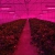 Derlight® 300W Das ganze Spektrum LED Pflanzenlampe für Gewächshaus Pflanze Bluete White Shell IR UV Licht für Zimmerpflanzen Blumen und Gemüse (300W) - 7