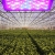 Niello® 300W LED Pflanzenlampe Optical Lens-Series Led Grow Light 12-Bands Full Spectrum Wachsen Licht Led Wachstumslampe Pflanzenlicht für Zimmerpflanzen Gemüse und Blumen - 5